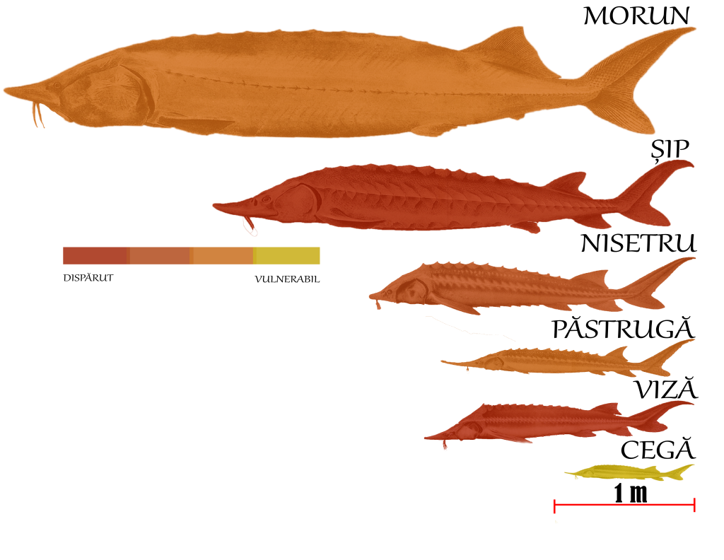 Danube sturgeons